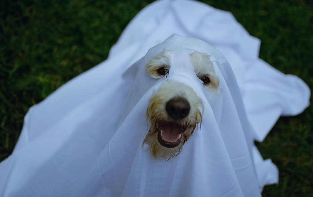 Dog in a white sheet ghost costume